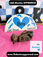 Mr Kantor 785-821-1920, a male Miniature Dachshund for sale in Arapahoe, CO – 10 of 10