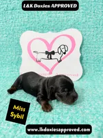 Miss Sybil 785-821-1920, a female Miniature Dachshund for sale in Arapahoe, CO – 9 of 10