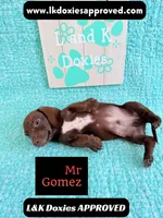 Mr Gomez SH , a male Miniature Dachshund for sale in Arapahoe, CO – 4 of 10