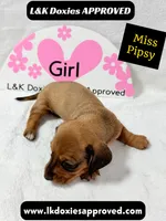 Miss Pipsy  text 785-821-1920 SH, a female Miniature Dachshund for sale in Arapahoe, CO – 5 of 9
