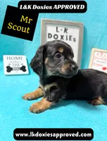 Mr Scout 785-821-1920, a male Miniature Dachshund for sale in Arapahoe, CO – 5 of 10