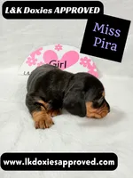 Miss Pira SH text 785-821-1920, a female Miniature Dachshund for sale in Arapahoe, CO – 3 of 10
