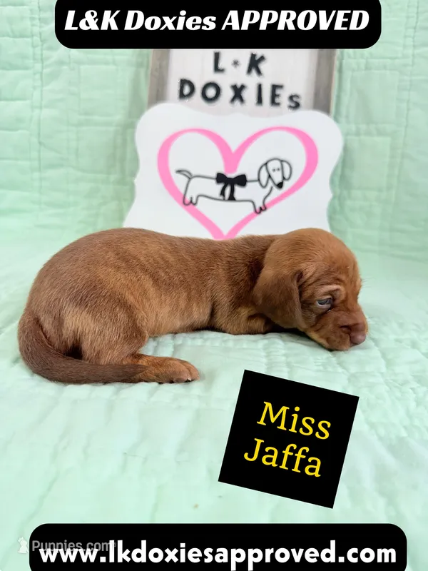 Miss Jaffa 785-821-1920 SH – Miniature Dachshund puppy for sale in Arapahoe, CO