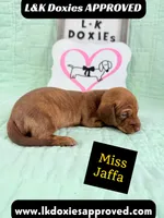 Miss Jaffa 785-821-1920 SH, a female Miniature Dachshund for sale in Arapahoe, CO – 1 of 10