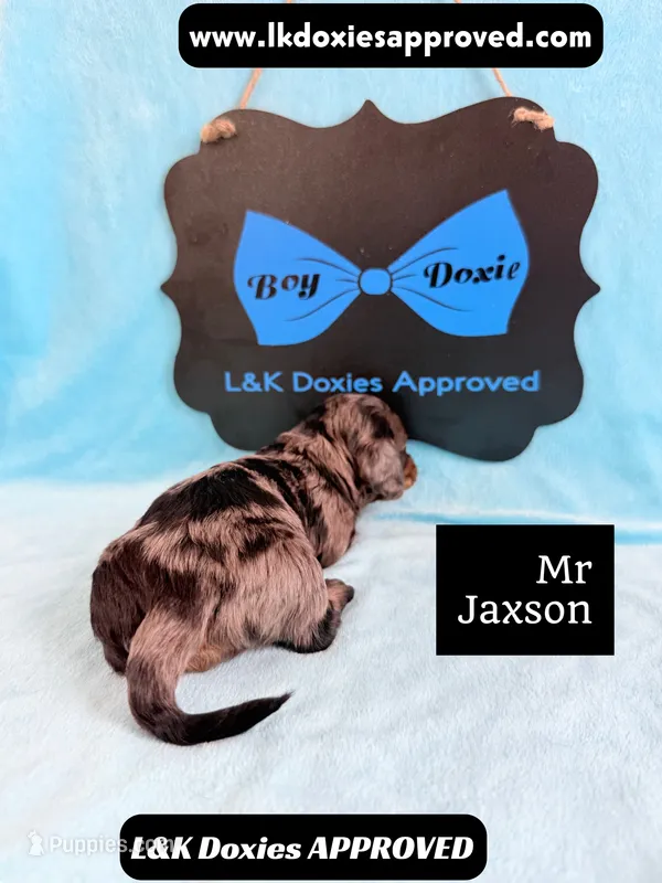 Mr Jaxson 🩵 – Miniature Dachshund puppy for sale in Arapahoe, CO