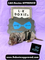 Mr Alfie 795-821-1920, a male Miniature Dachshund for sale in Arapahoe, CO – 5 of 10