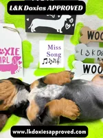 Miss Song 🎶785-821-1920, a female Miniature Dachshund for sale in Arapahoe, CO – 8 of 10