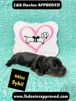 Miss Sybil 785-821-1920, a female Miniature Dachshund for sale in Arapahoe, CO – 5 of 10