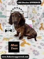 Miss Tana, a female Miniature Dachshund for sale in Arapahoe, CO – 10 of 10