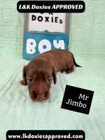 Mr Jimbo 785-821-1920 LH , a male Miniature Dachshund for sale in Arapahoe, CO – 4 of 10