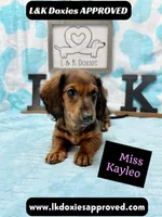 Miss Kayleo, a female Miniature Dachshund for sale in Arapahoe, CO – 6 of 10