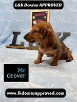 Mr Grover Dapple 💙, a male Miniature Dachshund for sale in Arapahoe, CO – 3 of 10