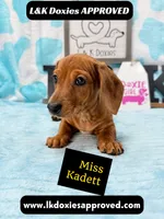Miss Kadett 785-821-1920, a female Miniature Dachshund for sale in Arapahoe, CO – 9 of 10