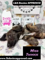 Miss Twinkie, a female Miniature Dachshund for sale in Arapahoe, CO – 10 of 10