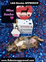 Miss Sasha , a female Miniature Dachshund for sale in Arapahoe, CO – 6 of 10