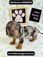 Miss Cream Puff 785-821-1920, a female Miniature Dachshund for sale in Arapahoe, CO – 3 of 10