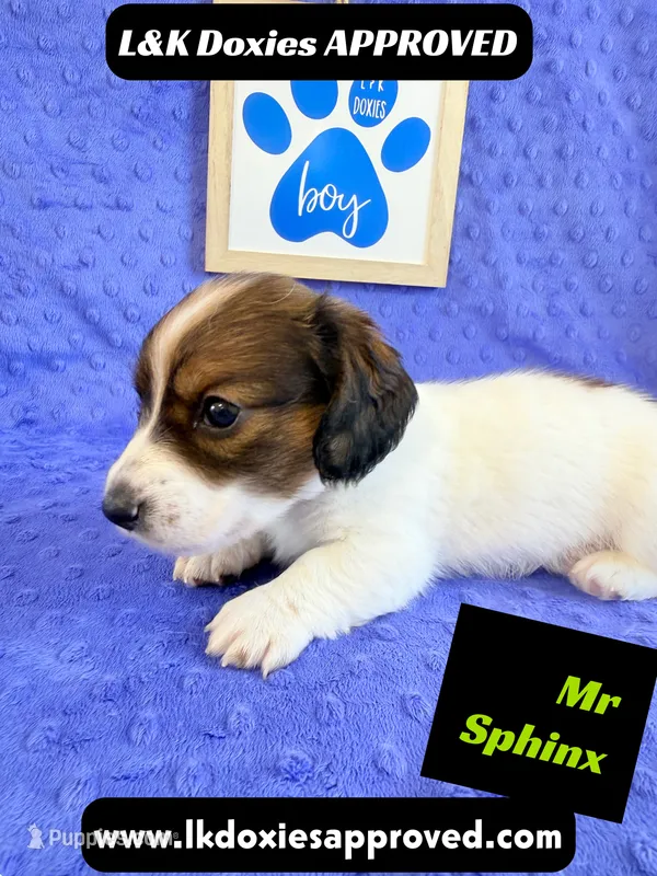 Mr Sphynx 795-821-1920 LH – Miniature Dachshund puppy for sale in Arapahoe, CO