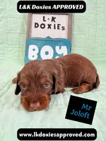 Mr Jollof 795-821-1920 LH, a male Miniature Dachshund for sale in Arapahoe, CO – 6 of 10
