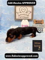 Miss Song 785-821-1920, a female Miniature Dachshund for sale in Arapahoe, CO – 7 of 10