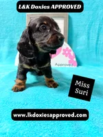 Miss Siri 785-821-1920, a female Miniature Dachshund for sale in Arapahoe, CO – 3 of 10