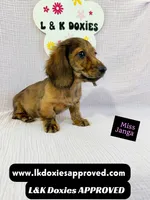 Miss Janga LH, a female Miniature Dachshund for sale in Arapahoe, CO – 8 of 10