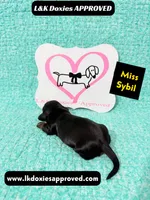 Miss Sybil 785-821-1920, a female Miniature Dachshund for sale in Arapahoe, CO – 7 of 10