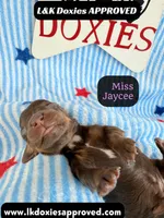 Miss Jaycee , a female Miniature Dachshund for sale in Arapahoe, CO – 7 of 10
