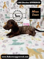 Miss Tana, a female Miniature Dachshund for sale in Arapahoe, CO – 8 of 10
