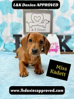 Miss Kadett 785-821-1920, a female Miniature Dachshund for sale in Arapahoe, CO – 7 of 10