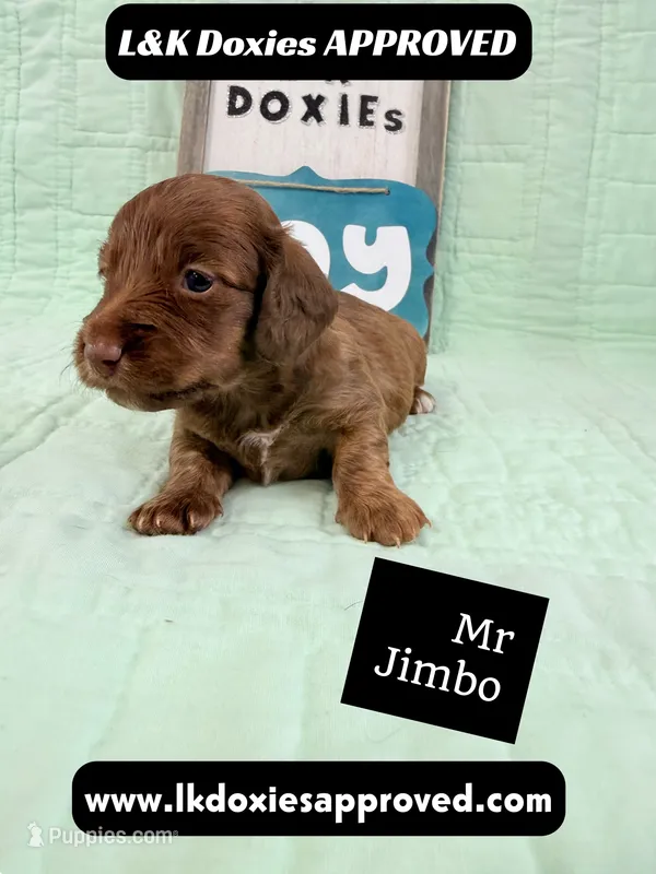 Mr Jimbo 785-821-1920 LH  – Miniature Dachshund puppy for sale in Arapahoe, CO