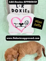 Miss Jaffa 785-821-1920 SH, a female Miniature Dachshund for sale in Arapahoe, CO – 10 of 10