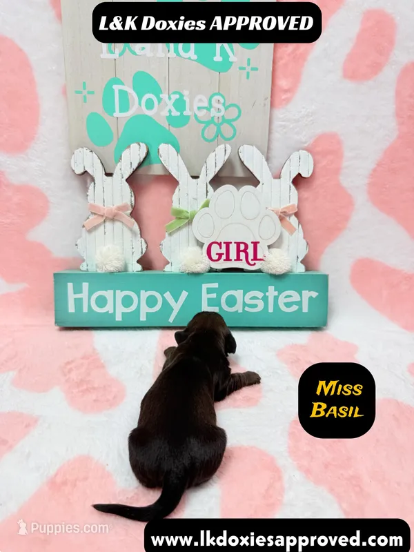 Miss Basil Brindle – Miniature Dachshund puppy for sale in Arapahoe, CO