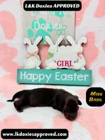 Miss Basil Brindle, a female Miniature Dachshund for sale in Arapahoe, CO – Photo 2 of 6