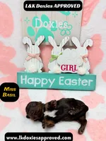 Miss Basil Brindle, a female Miniature Dachshund for sale in Arapahoe, CO – Photo 5 of 6