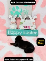 Miss Basil Brindle, a female Miniature Dachshund for sale in Arapahoe, CO – Photo 6 of 6