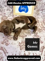 Mr Gomez SH , a male Miniature Dachshund for sale in Arapahoe, CO – 10 of 10