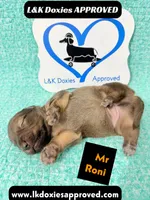 Mr Roni 785-821-1920, a female Miniature Dachshund for sale in Arapahoe, CO – 1 of 9