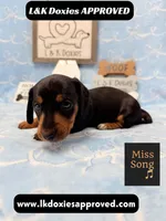 Miss Song 785-821-1920, a female Miniature Dachshund for sale in Arapahoe, CO – 3 of 10