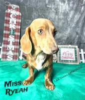 Miss Ryeah 785-821-1920, a female Dachshund for sale in Arapahoe, CO – 3 of 10