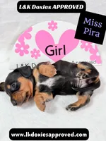 Miss Pira SH text 785-821-1920, a female Miniature Dachshund for sale in Arapahoe, CO – 6 of 10