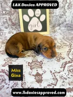 Miss Gina SH NO Dapple genes, a female Miniature Dachshund for sale in Arapahoe, CO – 8 of 10