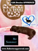 Mr Soomer LH, a male Miniature Dachshund for sale in Arapahoe, CO – 8 of 10