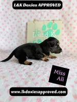 Miss Ali 785-821-1920, a female Miniature Dachshund for sale in Arapahoe, CO – 9 of 9