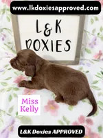 Miss Kelly 785-821-1920 LH, a female Miniature Dachshund for sale in Arapahoe, CO – 6 of 10