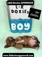 Mr Jimbo 785-821-1920 LH , a male Miniature Dachshund for sale in Arapahoe, CO – 10 of 10