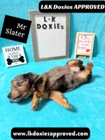 Mr Slater 785-821-1920 LH, a male Miniature Dachshund for sale in Arapahoe, CO – 7 of 10