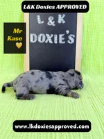 Mr Kase 785-821-1920 🩵, a male Miniature Dachshund for sale in Arapahoe, CO – 8 of 10