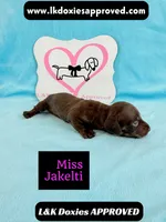 Miss Jakelti ❤️, a female Miniature Dachshund for sale in Arapahoe, CO – 2 of 10