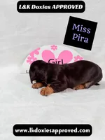 Miss Pira SH text 785-821-1920, a female Miniature Dachshund for sale in Arapahoe, CO – 9 of 10