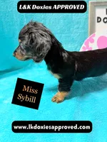 Miss Sybil 785-821-1920, a female Miniature Dachshund for sale in Arapahoe, CO – 8 of 10